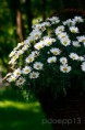 /album/muhlensommer-2013/a070713allee-13-jpg/